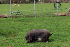 Hängebauchschwein Münchrath