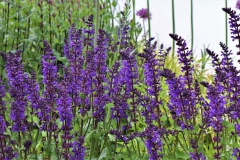 Lavendel