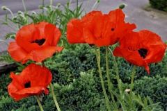 Mohn