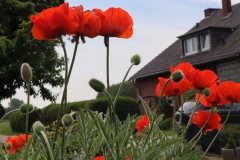 Mohn