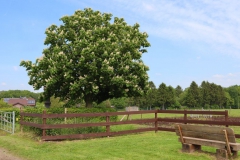 Steinkreuz Schwaamer Feld