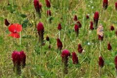 Wildblumen