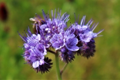 Büschelblume