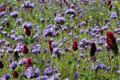Büschelblume und Inkarnatklee