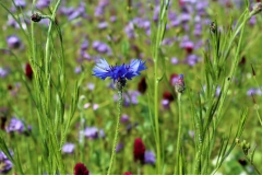 Kornblume