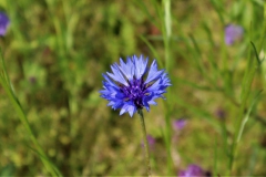 Kornblume