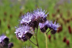 Büschelblume