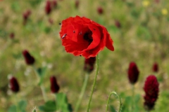 Mohn