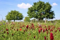 Wildblumenwiese