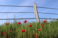 Mohn