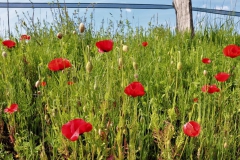 Mohn