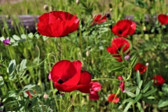 Mohn