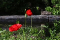 Mohn