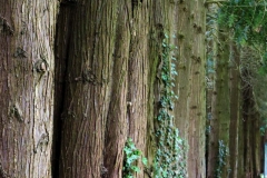 Mammutbäume  am Rand der Sequoiafarm