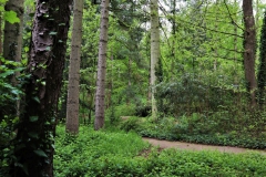 Weg in der Sequoiafarm