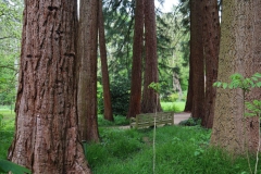 Mammutbäume