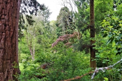 Im Sequoiapark