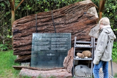 100-jähriger Sequoiastamm und Zapfen
