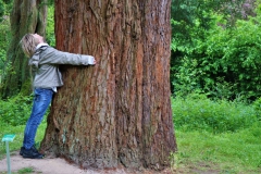 Mammutbaum im Park