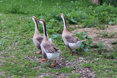 Gänse im NSG Schwienswei
