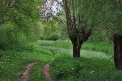 Weiden am Vloedgraaf