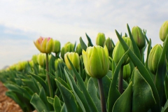 Tulpenfelder Grevenbroich Kapellen
