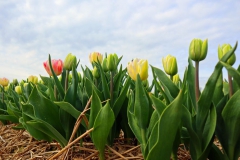 Tulpenfelder Grevenbroich Kapellen