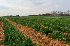 Tulpenfelder Grevenbroich Kapellen