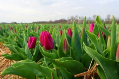 Tulpenfelder Grevenbroich Kapellen