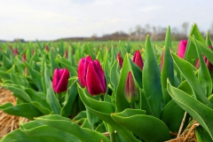 Tulpenfelder Grevenbroich Kapellen