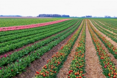 Tulpenfelder Grevenbroich Kapellen