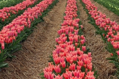 Tulpenfelder Grevenbroich Kapellen