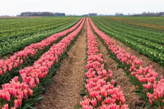 Tulpenfelder Grevenbroich Kapellen