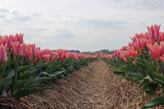 Tulpenfelder Grevenbroich Kapellen