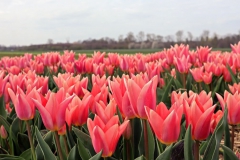 Tulpenfelder Grevenbroich Kapellen
