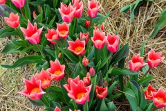 Tulpenfelder Grevenbroich Kapellen