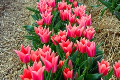Tulpenfelder Grevenbroich Kapellen