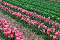 Tulpenfelder Grevenbroich Kapellen