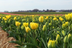 Tulpenfelder Grevenbroich Kapellen