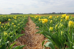 Tulpenfelder Grevenbroich Kapellen