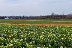 Tulpenfelder Grevenbroich Kapellen