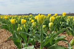 Tulpenfelder Grevenbroich Kapellen