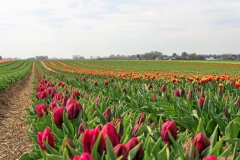 Tulpenfelder Grevenbroich Kapellen