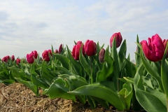 Tulpenfelder Grevenbroich Kapellen
