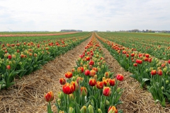 Tulpenfelder Grevenbroich Kapellen