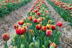 Tulpenfelder Grevenbroich Kapellen