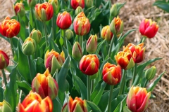 Tulpenfelder Grevenbroich Kapellen