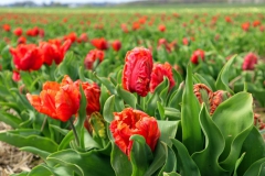 Tulpenfelder Grevenbroich Kapellen