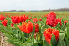 Tulpenfelder Grevenbroich Kapellen