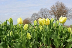 Tulpenfelder Grevenbroich Kapellen